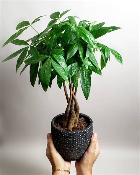 室內植物招財|10種室內大型植物推薦！耐陰好養、風水招財，沒陽光。